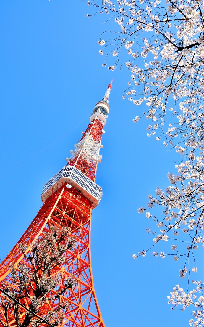 当东京塔遇上樱花~最高! - 文章