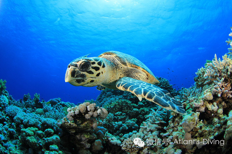 海洋生物知多少海龜篇