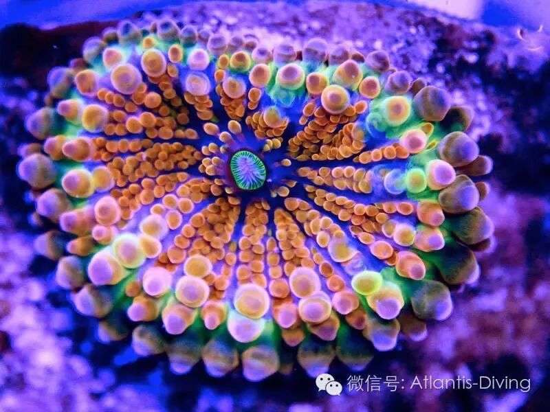 虎耳菇珊瑚是蘑菇珊瑚的一种.