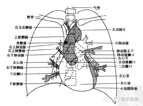 心脏解剖生理及影像学