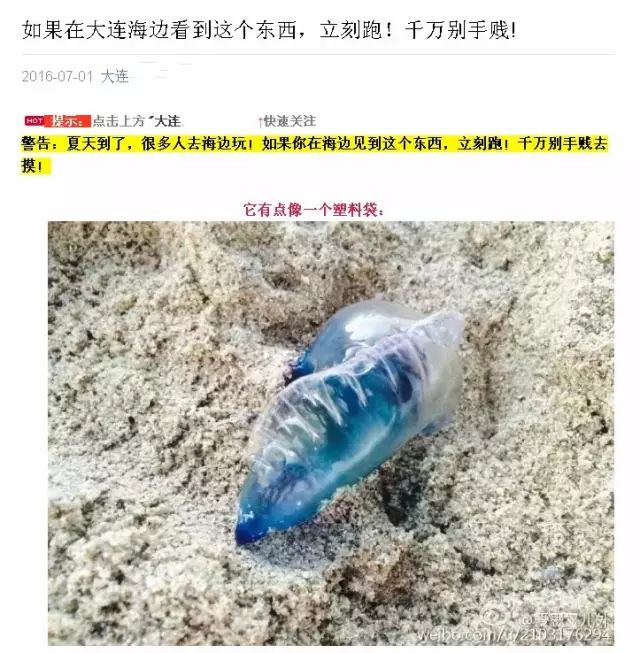 最近朋友圈里出现了这样的消息: 世界上最毒水母——僧帽水母 在辽宁