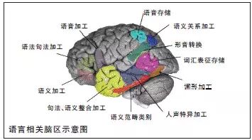 你知道右脑是控制什么的吗？