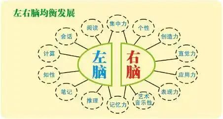 成功者的共性：均衡开发的左右脑
