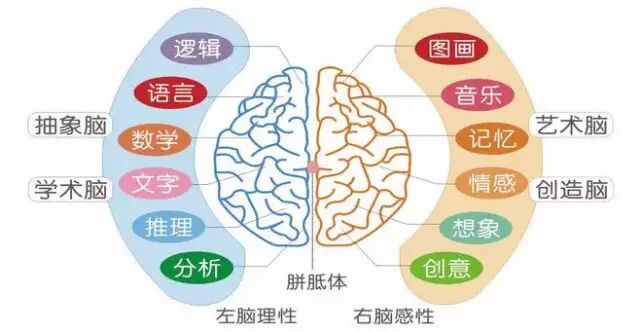 关于右脑开发的一些名称解释