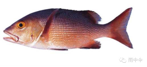 100种餐馆常见的海鲜鱼类食材