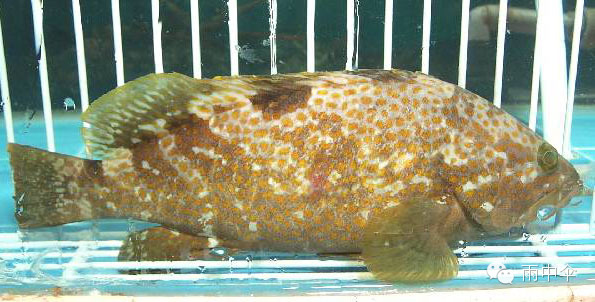 100种餐馆常见的海鲜鱼类食材