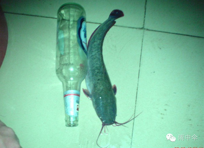 100种餐馆常见的海鲜鱼类食材