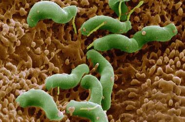 【医学区】会传染的癌症——幽门螺旋杆菌