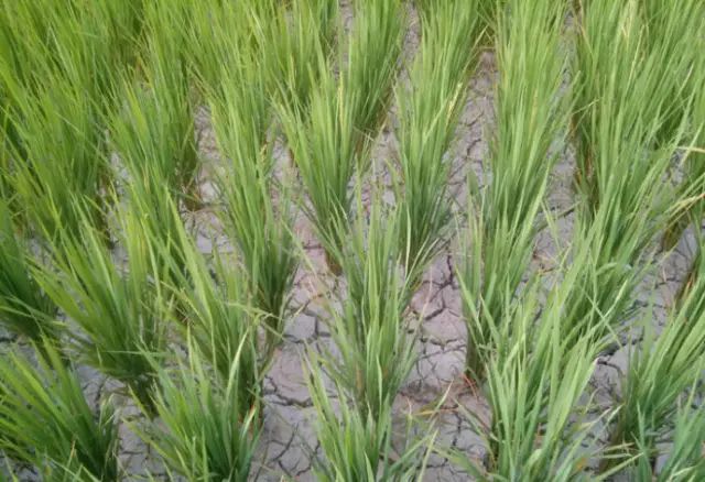 农技植物营养元素大量元素之磷