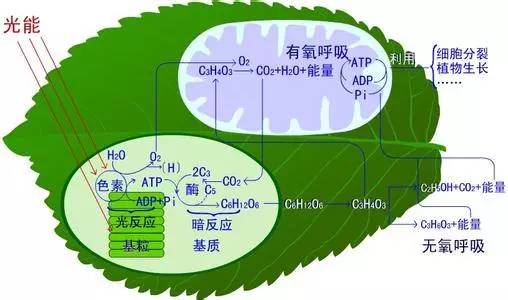 农技植物营养元素大量元素之磷