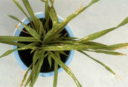 农技植物营养元素微量元素之锰