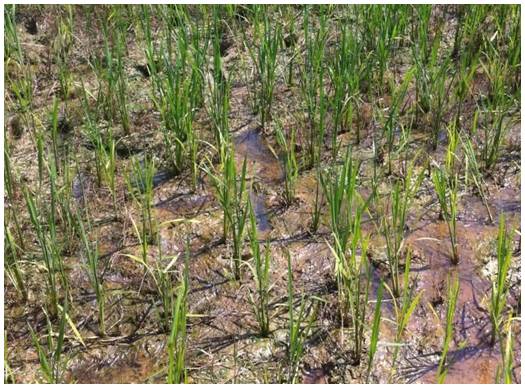 水稻缺氮叶片呈灰绿色或黄色,窄小,新叶出得慢,叶片数少,严重时下部老