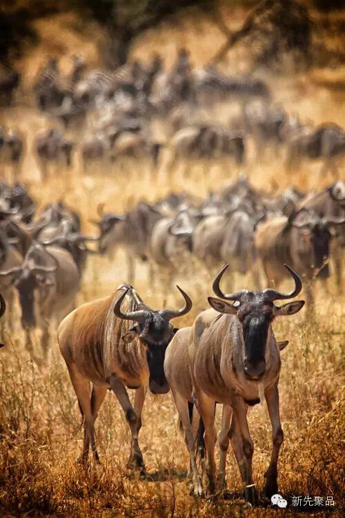 最深度的东非动物大迁徙全解析