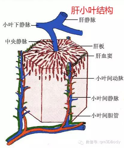 4μm的狹窄間隙,稱竇周間隙(perisinusoidal space)或disse間隙.