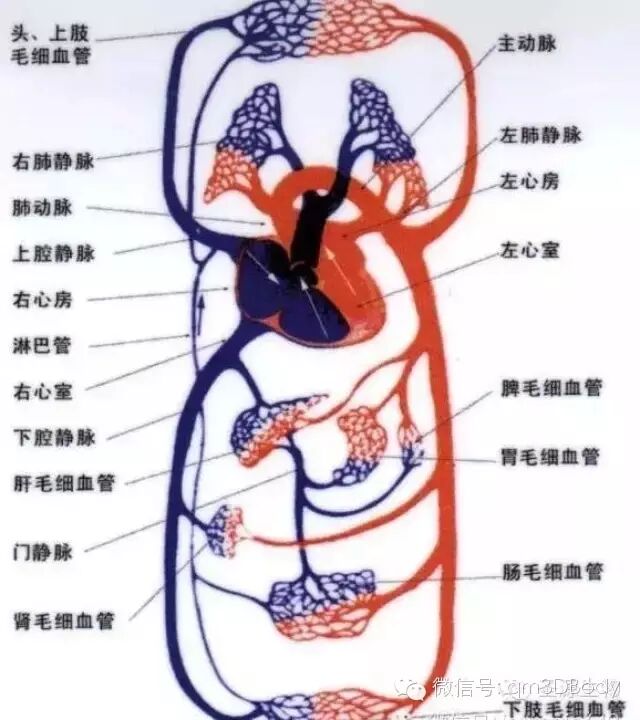 微循环与人体生命