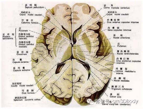 牛顿的大脑解剖图片