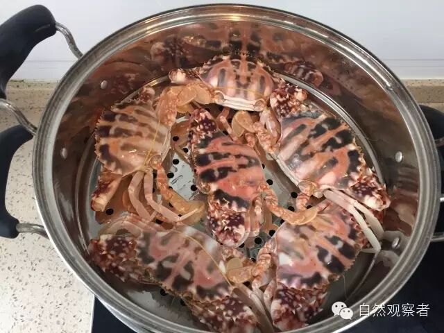 30一斤,算不上贵,肉也一样足实,锈斑蟳是我吃过最好吃的螃蟹