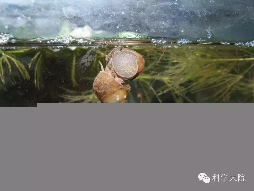 两个环棱螺正在啪啪啪