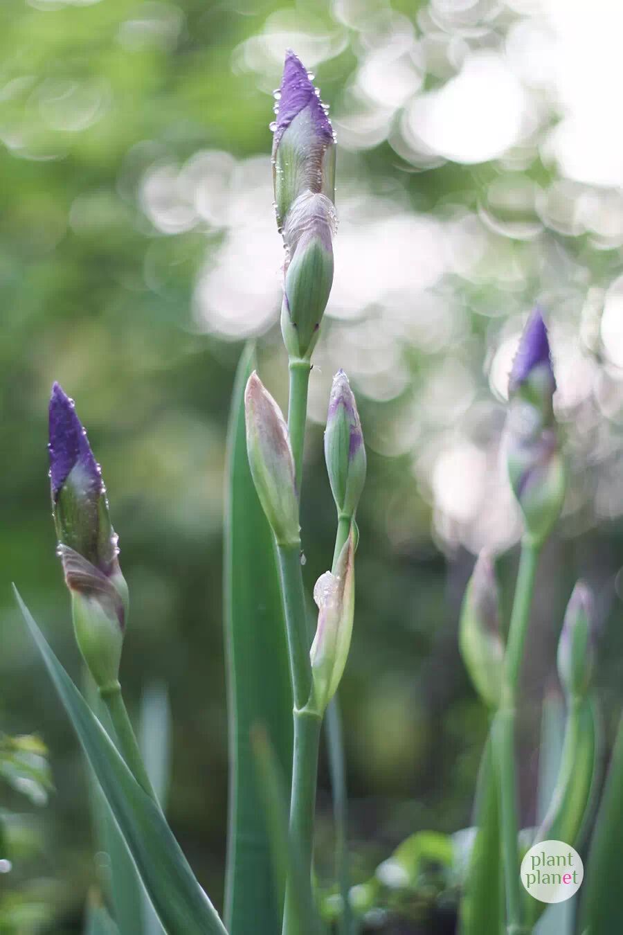 植物录德国鸢尾鸢尾花中的极品