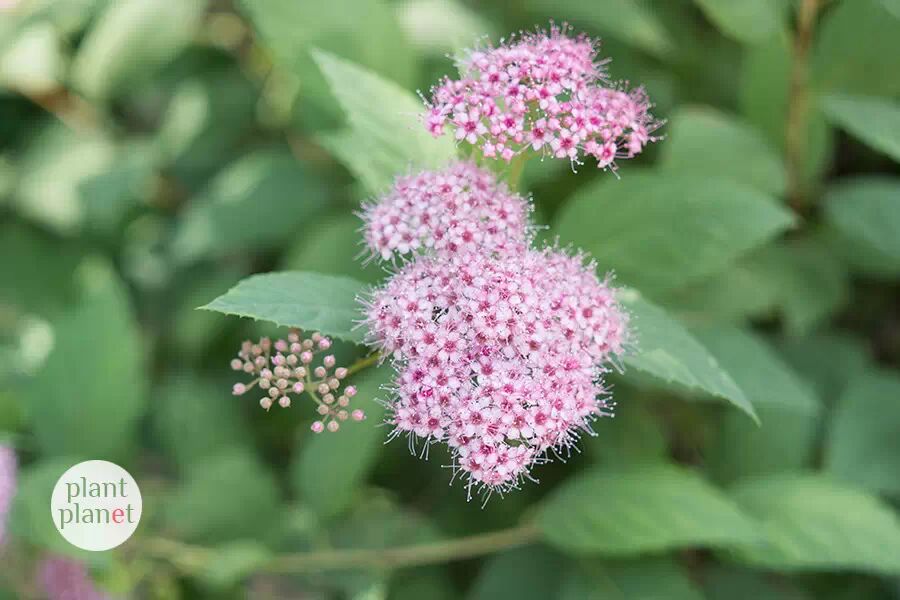 植物录|日本绣线菊,又名粉花绣线菊.推荐种植指数4星.