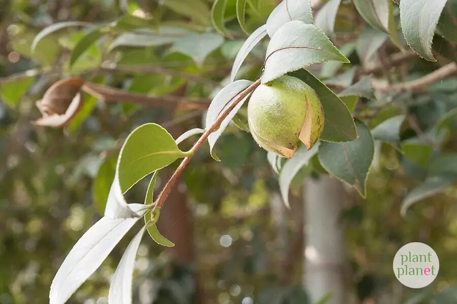 大多数山茶花则是春天开花,茶梅则是冬天开花,山茶花一类开花真是一年