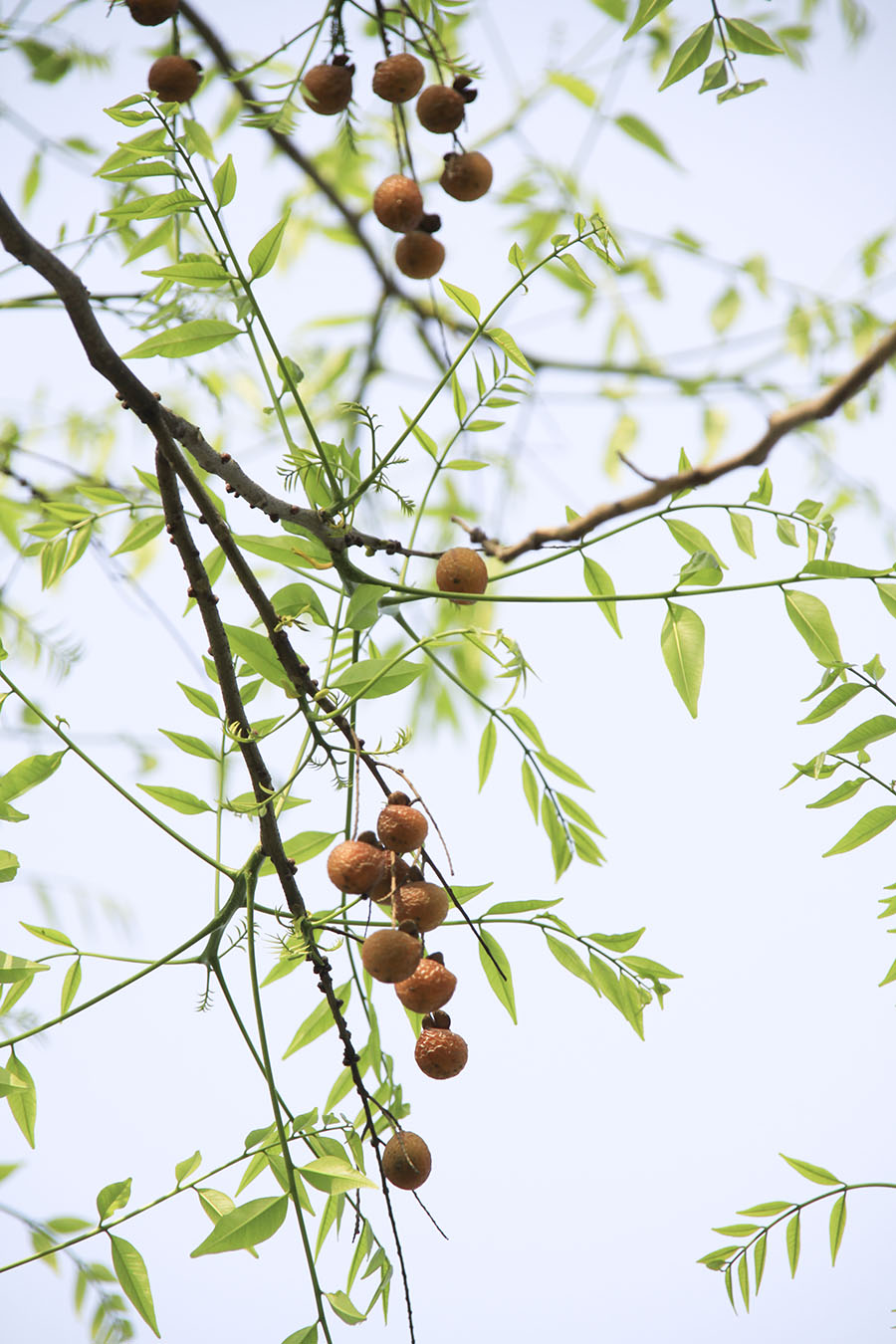到了早春,无患子新叶出,有些无患子还依旧挂着