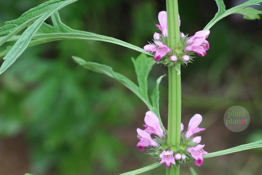 植物录|益母草.妇科良药,也是美容圣品.