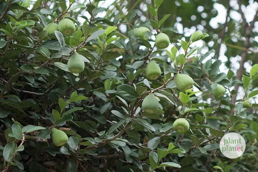 夏日周氏家乡的木莲豆腐