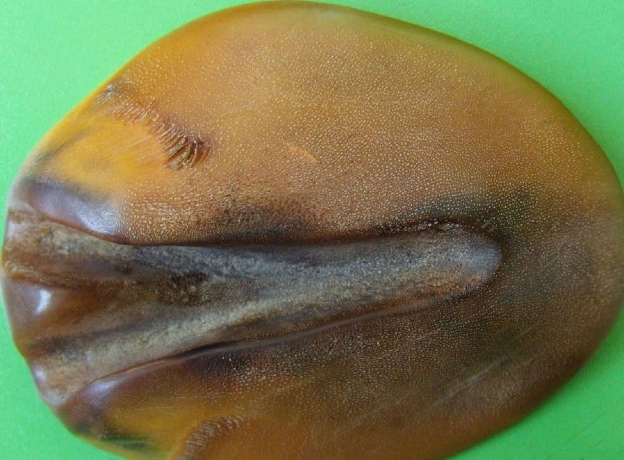 羚羊角,水牛角等,只要记住犀牛角的特性一对比,还是很容易区分的,这里