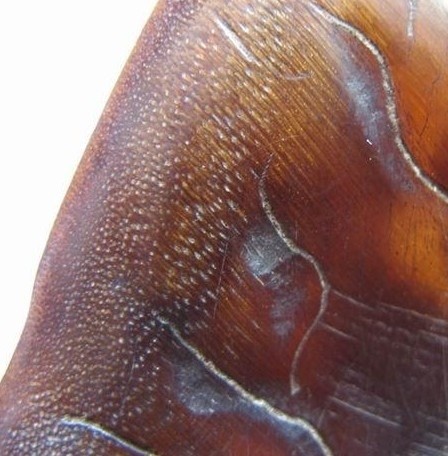 犀牛角的特征主要有三点:1,主要特征犀角的鉴定不难,但由于犀角十分