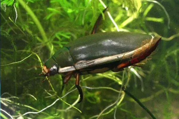 而且,龙虱作为一种食品,主要在广东省比较流行,养殖龙虱还是要有一定