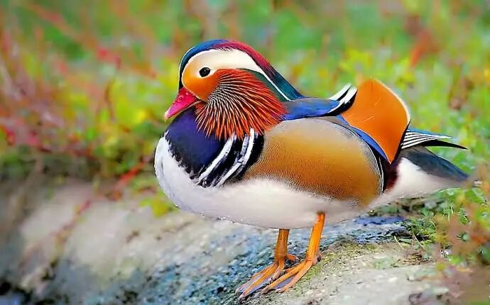 就爱看你五彩鸳鸯