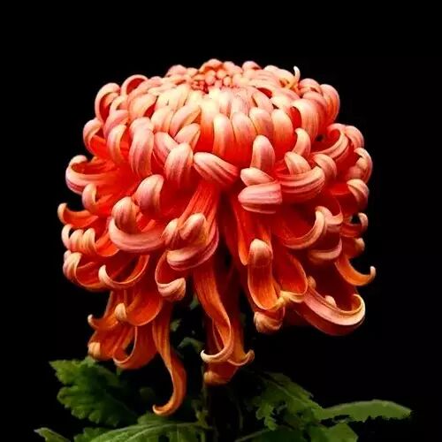 最美富贵菊谁打开谁有福