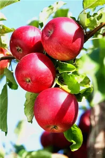 硕果累累美极了