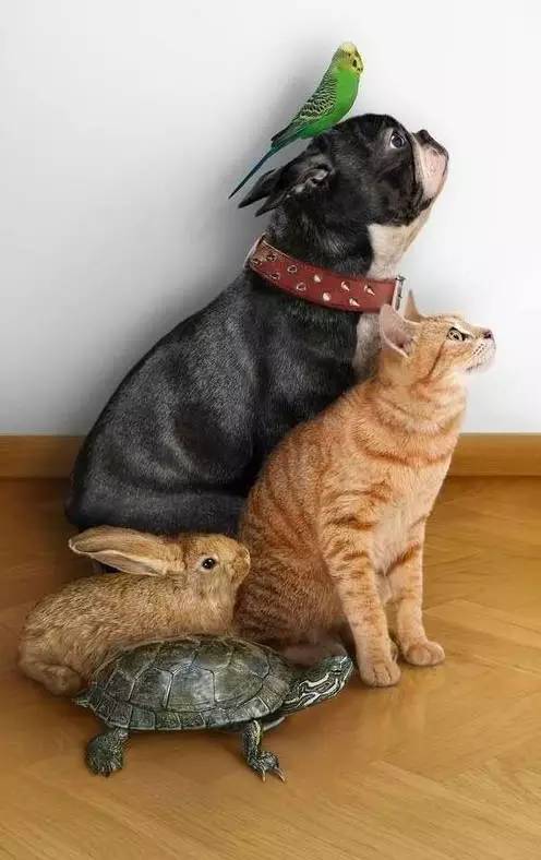 http://mmbiz.qpic.cn/mmbiz/eLVqIvnPUdNS1wFIhTtYv3T7oCkBibrOH2TL7TeSFjmWWCYGHgCXMCJboSAtXfXrbj0bXtH4FabX2iaaBOTFGThQ/0?wxfrom=5&wx_lazy=1