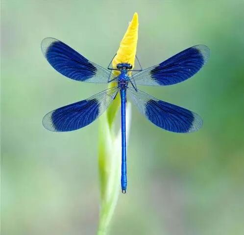 美丽蜻蜓