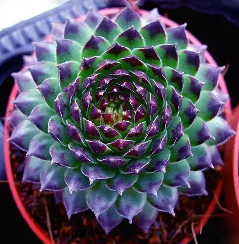 多肉莲座美美美