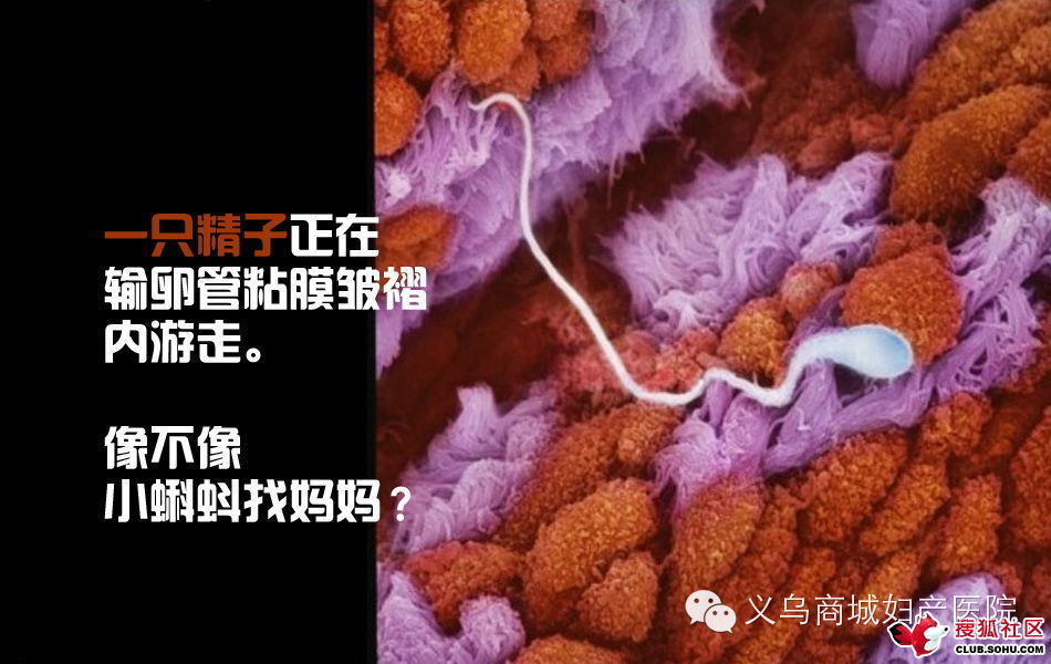 造人全过程图解惊叹