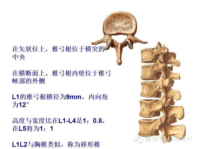腰椎的解剖及腰部的层级解剖 - 小骨头 - 小骨头的博客