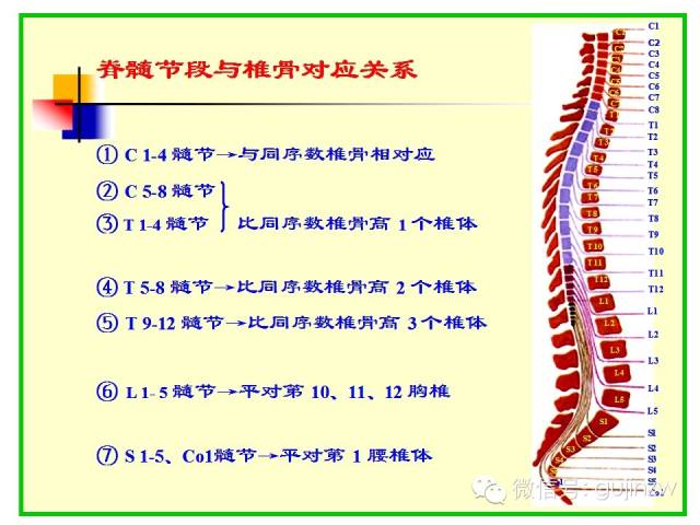 腰椎的解剖及腰部的层级解剖 - 小骨头 - 小骨头的博客