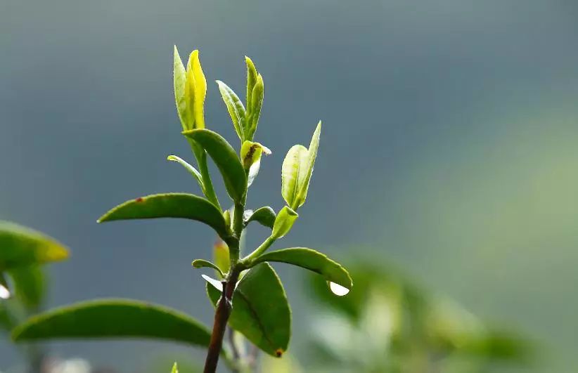 茶葉中的各種