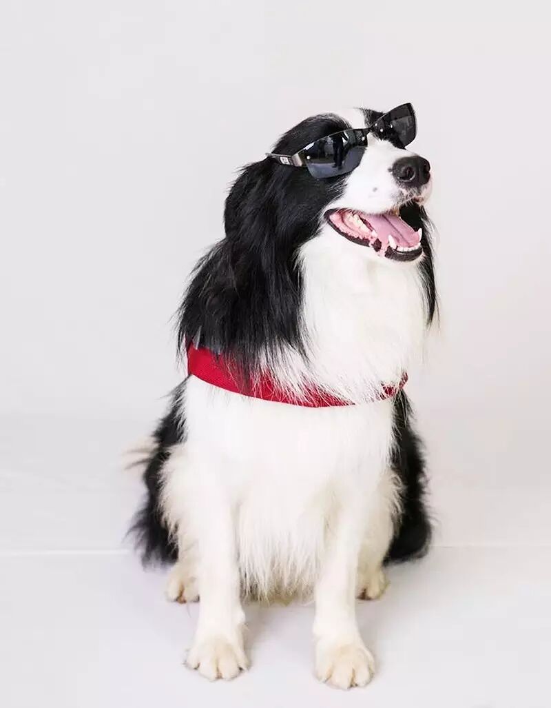 独家|在大宁偶遇一只萌宠,它居然是《神犬小七2》的女主演