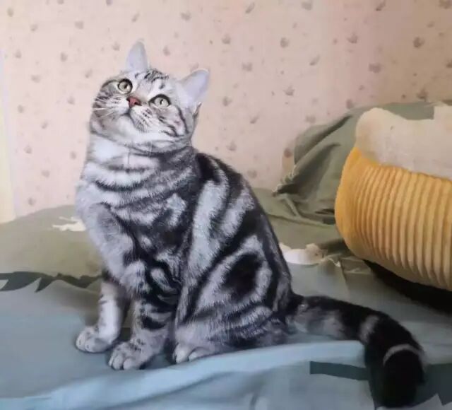 九大最常见宠物猫咪品种 国际新鲜事