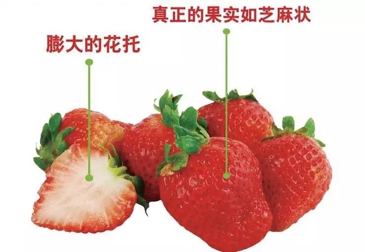 草莓种子的结构图图片
