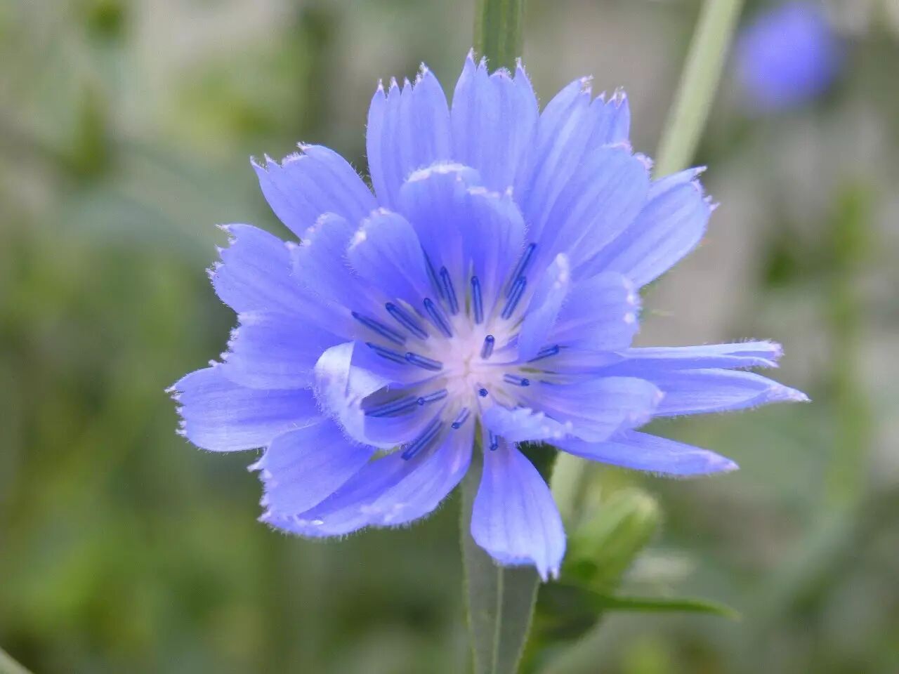 实力调教如何把蔬菜变成柔嫩多汁小软萌