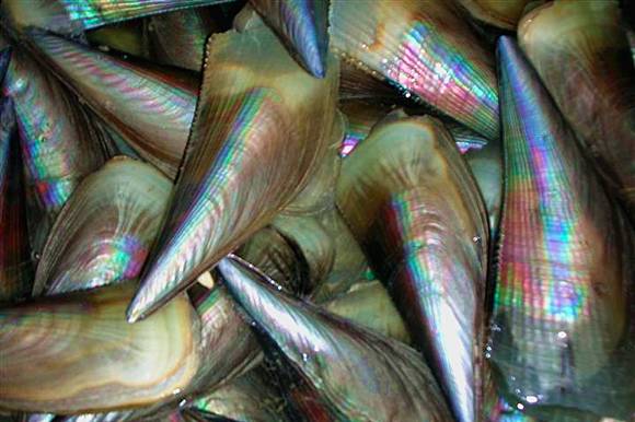 org图:wikiwand鲍鱼(awabi) abalone鲍鱼又俗称腹鱼,九孔螺,是常见的