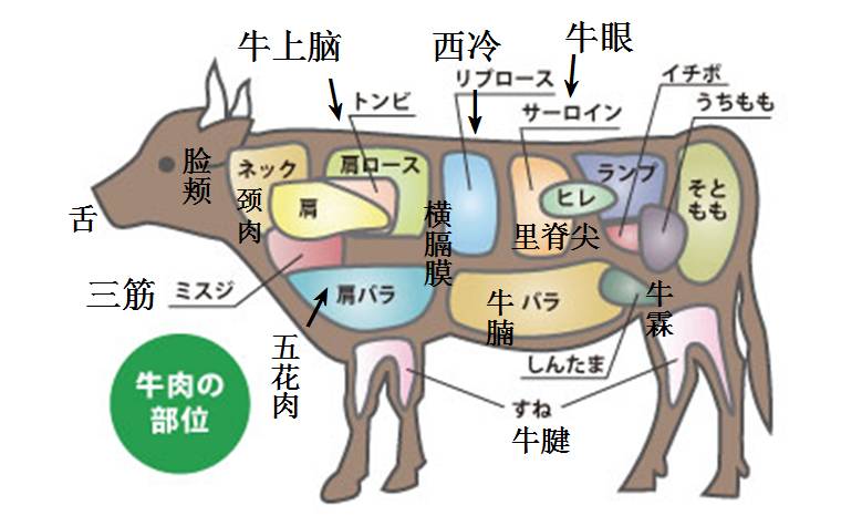 牛全身器官部位图解图片