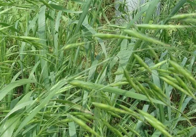 做青团的草通常有三种,浆麦草,艾草和鼠曲草