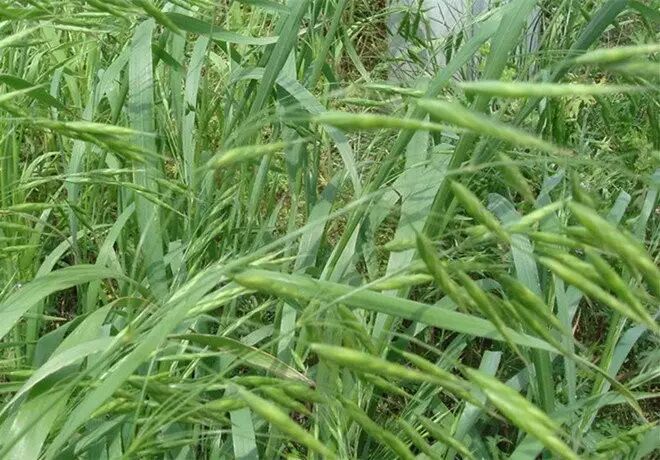 做青团的草通常有三种,浆麦草,艾草和鼠曲草.