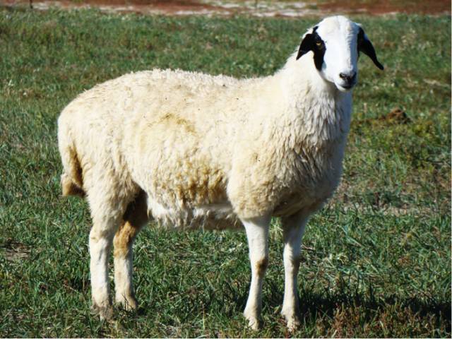蒙古羊的品种大全图片图片